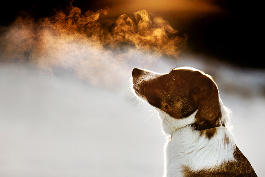 fotografia rodzinna pies