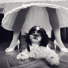 fotografia ślubna Kraków